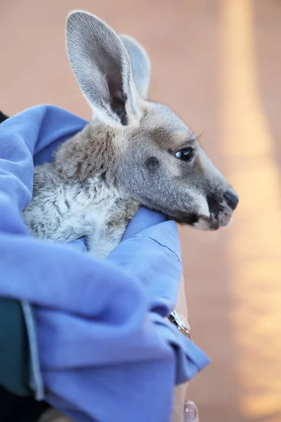 Bardzo Młody Joey Kangaroo Owinięty Koc Chroniony Przed Zimnem Uratowany — Zdjęcie stockowe