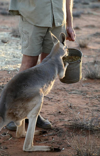 Mooie Gezonde Jonge Kangoeroes Natuurlijke Habitat Een Heiligdom Alice Springs — Stockfoto