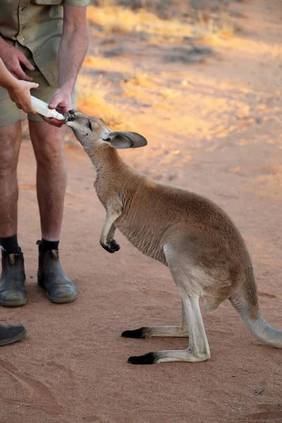 Beautiful Healthy Young Kangaroos Natural Habitat Sanctuary Alice Springs Northern — Foto Stock