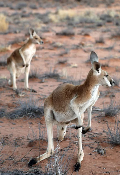 Beautiful Healthy Young Kangaroos Natural Habitat Sanctuary Alice Springs Northern — Foto Stock