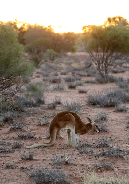 Beautiful Healthy Young Kangaroos Natural Habitat Sanctuary Alice Springs Northern — Stok fotoğraf
