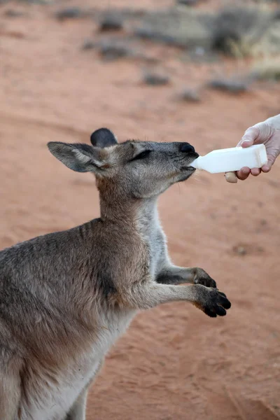 オーストラリア ノーザンテリトリーのアリススプリングスにある自然生息地の美しく健康的で若いカンガルー — ストック写真