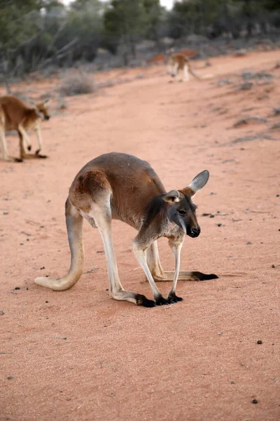 Mooie Gezonde Jonge Kangoeroes Natuurlijke Habitat Een Heiligdom Alice Springs — Stockfoto