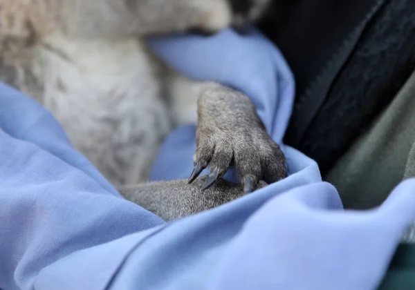 Bardzo Młody Joey Kangaroo Owinięty Koc Chroniony Przed Zimnem Uratowany — Zdjęcie stockowe