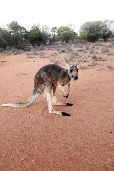 Gyönyörű Egészséges Fiatal Kenguruk Természetes Élőhelyen Egy Szentélyben Alice Springs — Stock Fotó