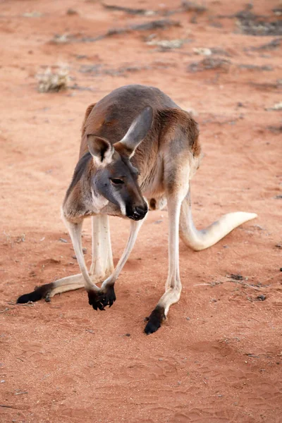 Mooie Gezonde Jonge Kangoeroes Natuurlijke Habitat Een Heiligdom Alice Springs — Stockfoto