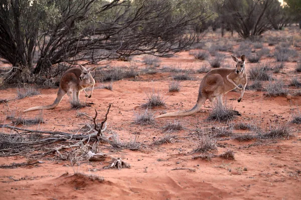 Beautiful Healthy Young Kangaroos Natural Habitat Sanctuary Alice Springs Northern — Stok fotoğraf