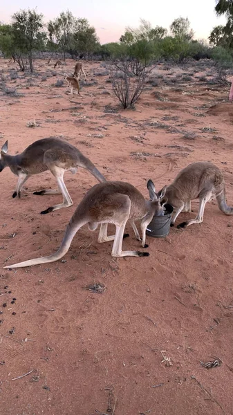 オーストラリア ノーザンテリトリーのアリススプリングスにある自然生息地の美しく健康的で若いカンガルー — ストック写真