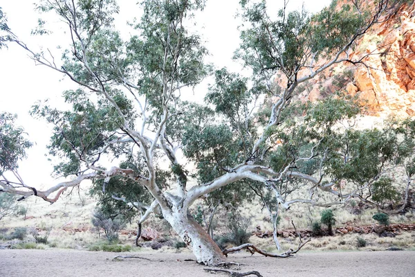 Изображение Симпсонов Парке Макдоннелл Рядом Элис Спрингс Северная Территория Австралия — стоковое фото