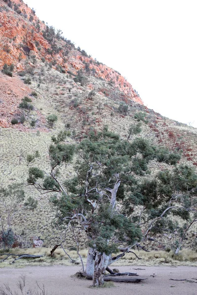 位于澳大利亚北部爱丽丝泉附近的麦克唐纳山脉的辛普森空隙的详细图像 其特点是橙色的岩石脸和美丽的鬼胶树 — 图库照片
