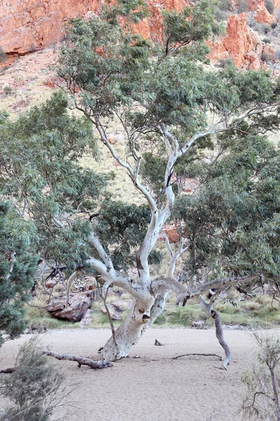 Imagen Detallada Simpsons Gap Macdonnell Ranges Cerca Alice Springs Territorio —  Fotos de Stock