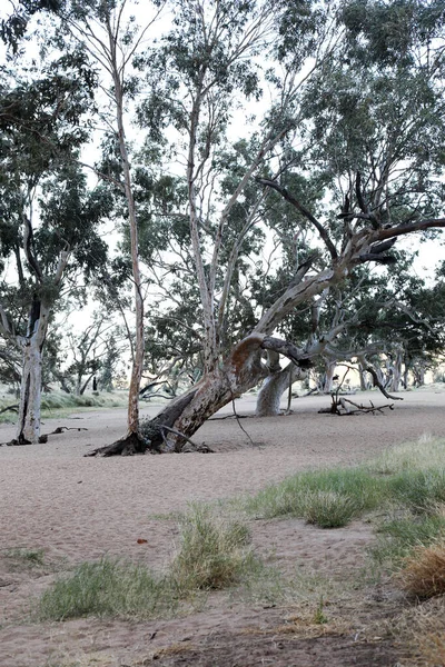 Imagem Detalhe Simpsons Gap Cordilheira Macdonnell Perto Alice Springs Território — Fotografia de Stock