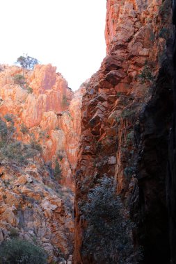 Alice Springs, Kuzey Bölgesi yakınlarındaki MacDonnell Sıradağları 'ndaki Standley Chasm' ın detaylı görüntülerinde turuncu kaya yüzleri ve güzel hayalet sakız ağaçları yer alıyor.