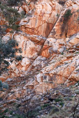 Alice Springs, Kuzey Bölgesi yakınlarındaki MacDonnell Sıradağları 'ndaki Standley Chasm' ın detaylı görüntülerinde turuncu kaya yüzleri ve güzel hayalet sakız ağaçları yer alıyor.