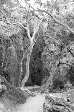 Alice Springs, Kuzey Bölgesi yakınlarındaki MacDonnell Sıradağları 'ndaki Standley Chasm' ın detaylı görüntülerinde turuncu kaya yüzleri ve güzel hayalet sakız ağaçları yer alıyor.