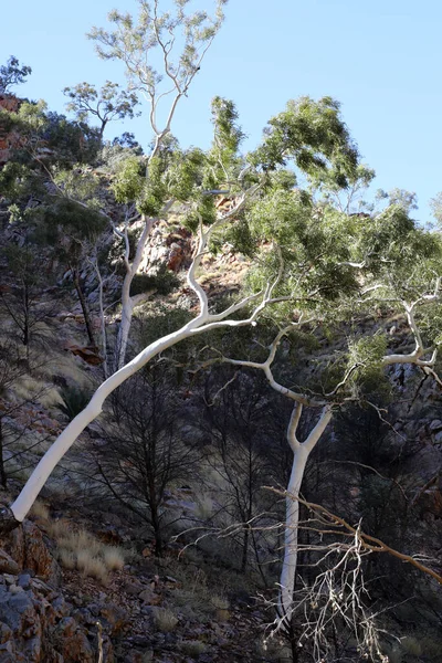 Imagen Detallada Standley Chasm Las Cordilleras Macdonnell Cerca Alice Springs —  Fotos de Stock