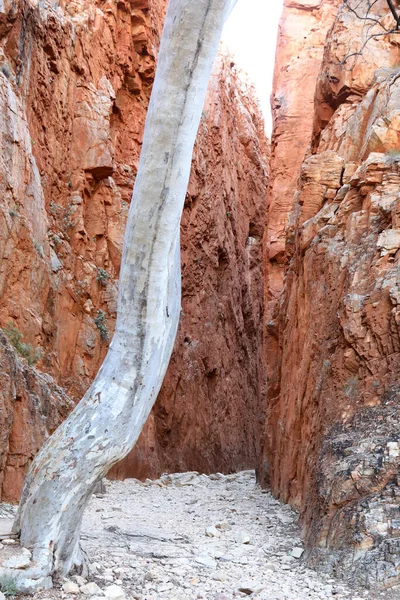 Imagen Detallada Standley Chasm Las Cordilleras Macdonnell Cerca Alice Springs — Foto de Stock