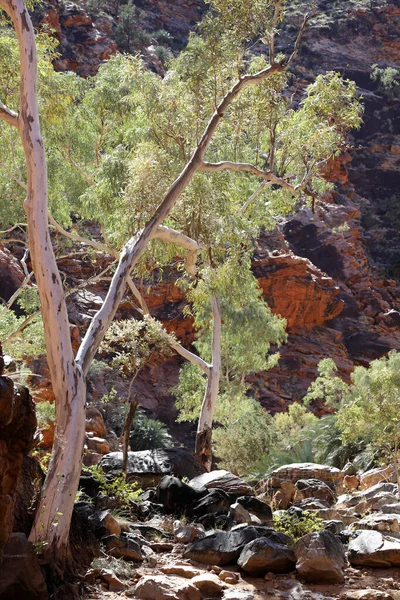 Imagem Detalhe Desfiladeiro Serpentine Cordilheira Macdonnell Perto Alice Springs Território — Fotografia de Stock