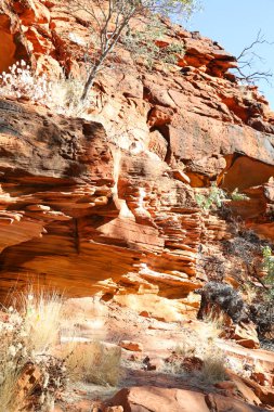 Avustralya 'nın kuzeyindeki Güzel Krallar Kanyonu' nda muhteşem koyu kırmızı kaya oluşumları ve Avustralya ormanları yer almaktadır.