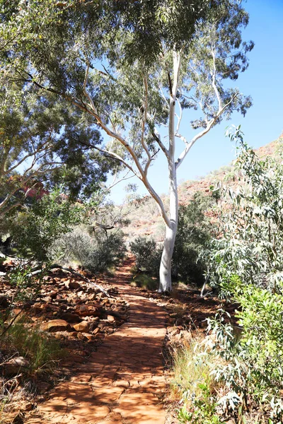 Schöner Kings Canyon Northern Territory Australien Mit Erstaunlichen Dunkelroten Felsformationen — Stockfoto