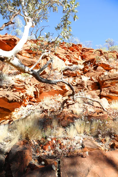 Beautiful Kings Canyon Northern Territory Αυστραλία Εκπληκτικούς Σκουρόχρωμους Βράχους Και — Φωτογραφία Αρχείου