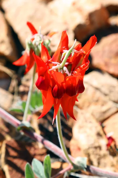 Krásná Pulzující Červená Sturt Desert Pea Rostlina Nalezena Severním Teritoriu — Stock fotografie