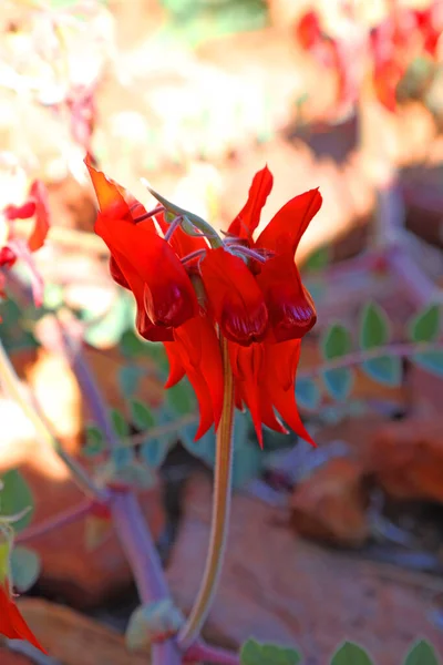 澳大利亚北部发现的美丽而充满活力的红色酸奶沙漠豌豆植物 — 图库照片