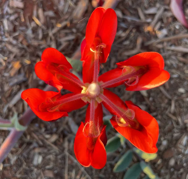 Hermosa Planta Guisante Rojo Vibrante Del Desierto Sturt Que Encuentra —  Fotos de Stock