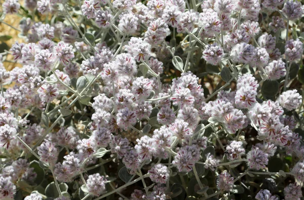 Pěkně Růžová Bílá Mulla Mulla Květina Nalezena Pouštních Zónách Austrálie — Stock fotografie