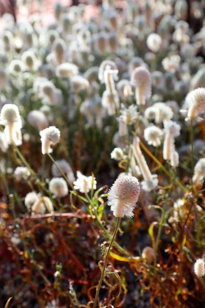 Pretty Pink White Mulla Mulla Flower Found Desert Zones Australia — Stock Photo, Image