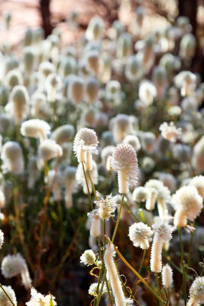 Pretty Pink White Mulla Mulla Flower Found Desert Zones Australia — Stock Photo, Image