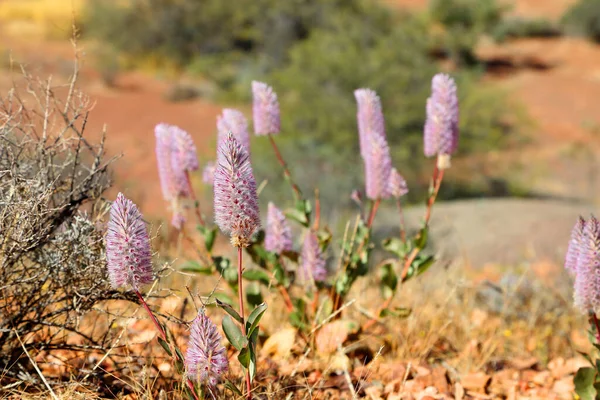 Ładny Różowo Biały Mulla Mulla Kwiat Znaleziony Obszarach Pustyni Australii Obraz Stockowy