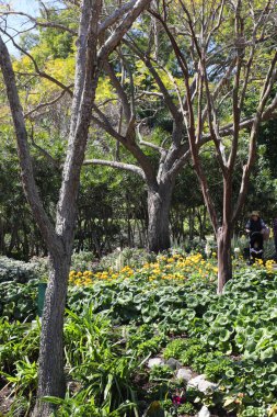 Roma Caddesi Parklands 20. yıldönümlerini kutluyor. Çok çeşitli çiçekler, ağaçlar ve çalılar..