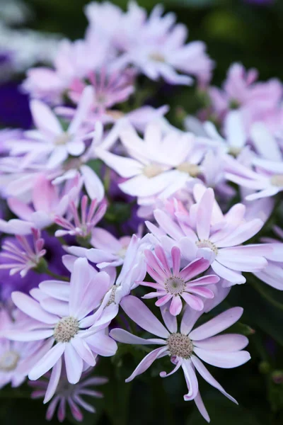 Krásné Pulzující Fialové Bílé Květy Sedmikrásky — Stock fotografie