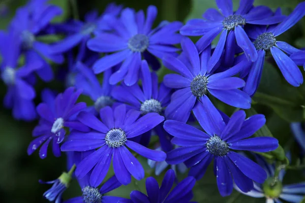 Mooie Levendige Paarse Witte Madeliefjes Bloemen — Stockfoto