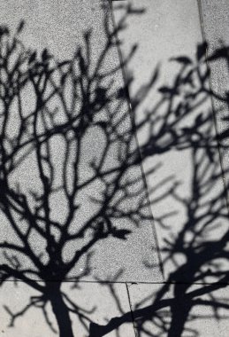 Frangipani ağacının dallarının ilginç gölgeleri ve şekilleri