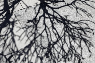 Frangipani ağacının dallarının ilginç gölgeleri ve şekilleri