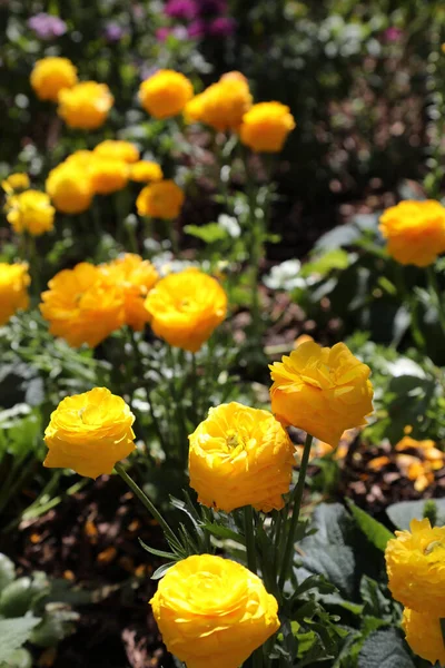 Hermosas Flores Ranunculi Color Amarillo Brillante Blanco Entorno Jardín — Foto de Stock