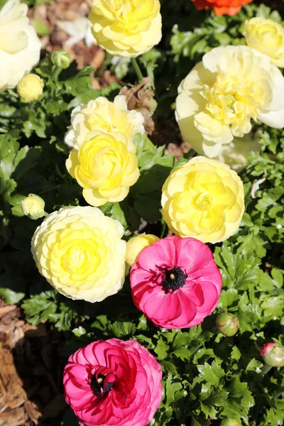 Piękne Jasne Żółto Białe Kwiaty Ranunculi Ogrodzie Ustawienie — Zdjęcie stockowe