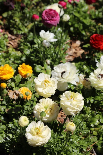 Mooie Helder Gele Witte Ranunculi Bloemen Een Tuin Omgeving — Stockfoto