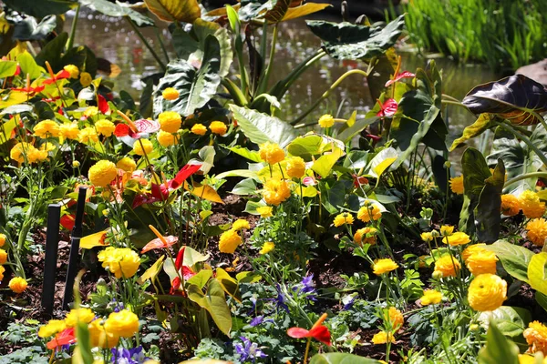 Όμορφα Φωτεινά Κίτρινα Και Λευκά Λουλούδια Ranunculi Ένα Περιβάλλον Κήπου — Φωτογραφία Αρχείου