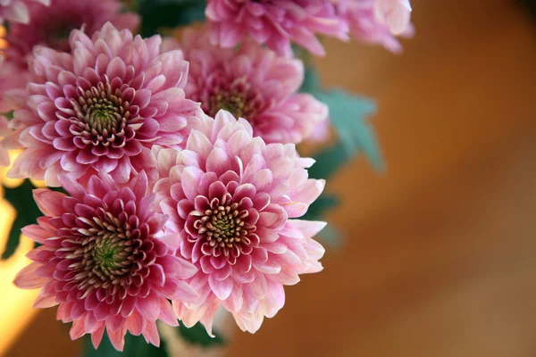 Chrysantheme — Stockfoto