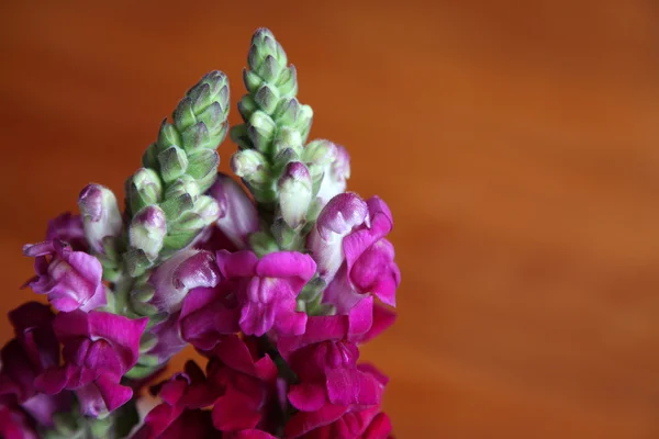 Snapdragon — Fotografia de Stock