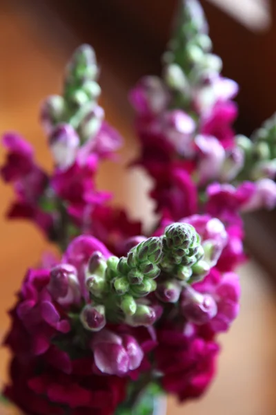 Snapdragon — Fotografia de Stock