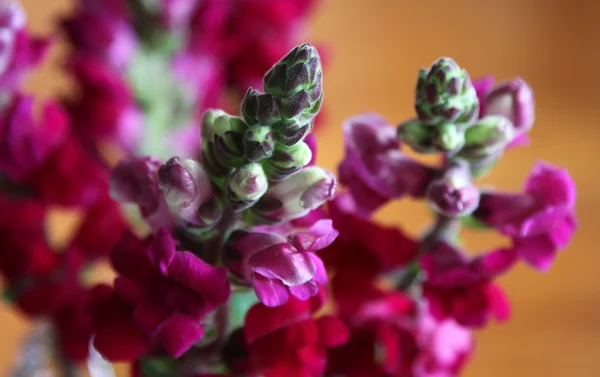 Snapdragon — Fotografia de Stock