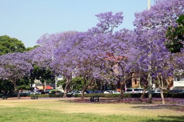 Jacaranda