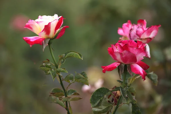 Rosas. —  Fotos de Stock