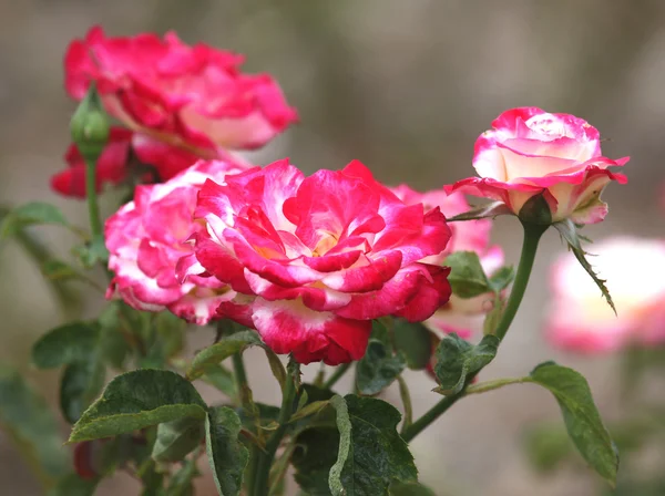 Rosas. —  Fotos de Stock