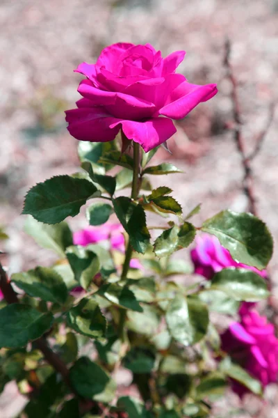 Rosas. —  Fotos de Stock