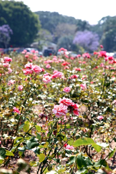 Rosas. — Foto de Stock